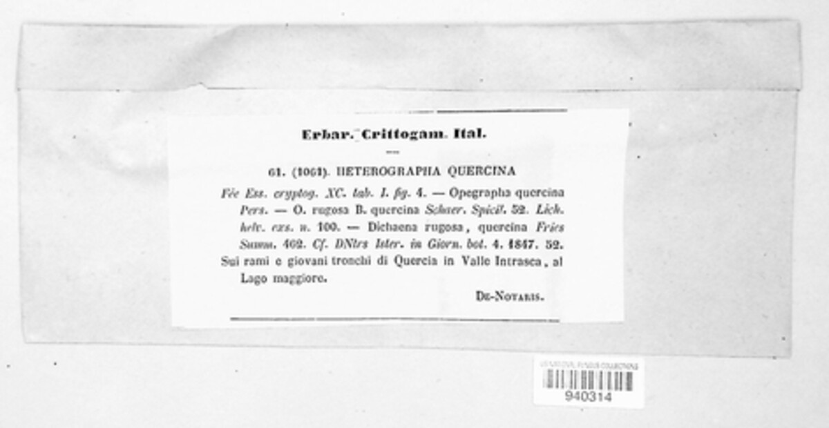 Heterographa quercina image